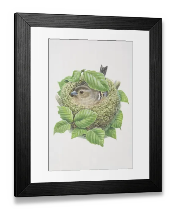 Framed Print : Fringilla coelebs, Chaffinch, illustration of bird with patterned plumage, revealing flash of white on wings and white outer tail feathers, sitting on nest Framed Print : Fringilla coelebs, Chaffinch, illustration of bird with patterned plumage, revealing flash of white on wings and white outer tail feathers, sitting on nest