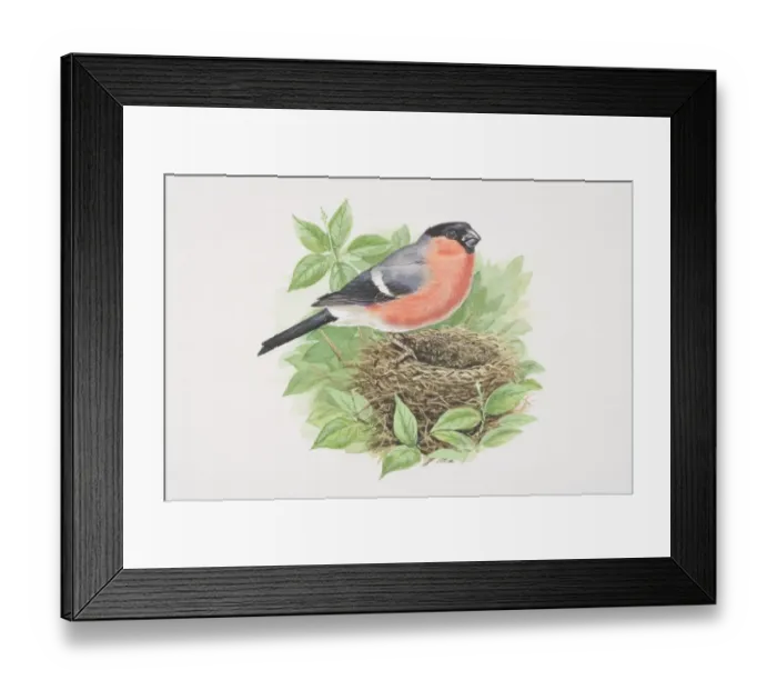 Framed Print : Bullfinch (Pyrrhula pyrrhula), illustration of bird with bright pinkish-red breast and cheeks, grey back, black cap and tail, and bright white rump Framed Print : Bullfinch (Pyrrhula pyrrhula), illustration of bird with bright pinkish-red breast and cheeks, grey back, black cap and tail, and bright white rump