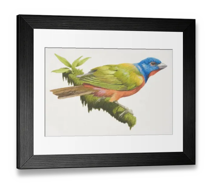 Framed Print : Painted Bunting (Passerina ciris), bird with a blue head, bright red underparts and green wings Framed Print : Painted Bunting (Passerina ciris), bird with a blue head, bright red underparts and green wings