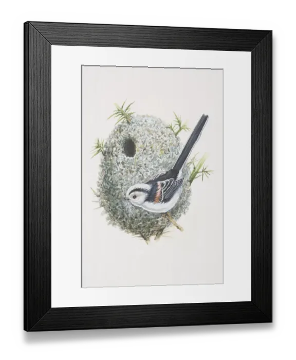Framed Print : Long-tailed Tit (Aegithalos caudatus), illustration of bird whos tail is bigger than its body, black and white Framed Print : Long-tailed Tit (Aegithalos caudatus), illustration of bird whos tail is bigger than its body, black and white