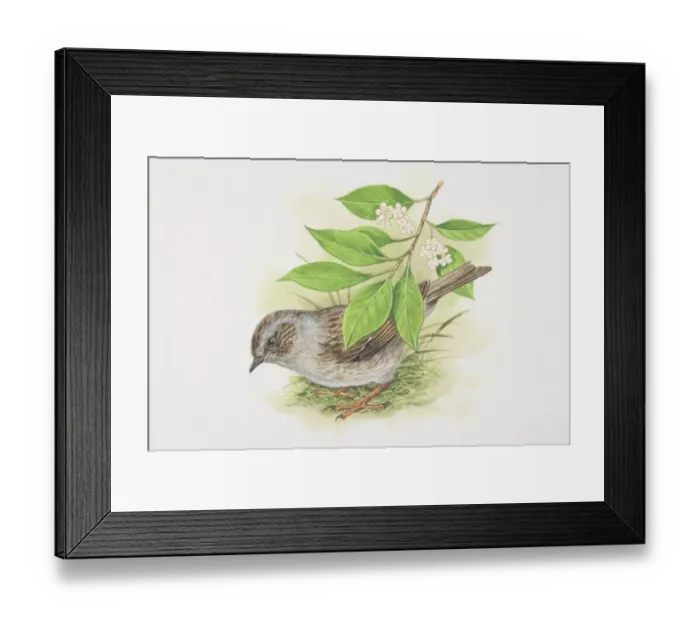 Framed Print : Dunnock (Prunella modularis), illustration of small brown and grey bird Framed Print : Dunnock (Prunella modularis), illustration of small brown and grey bird