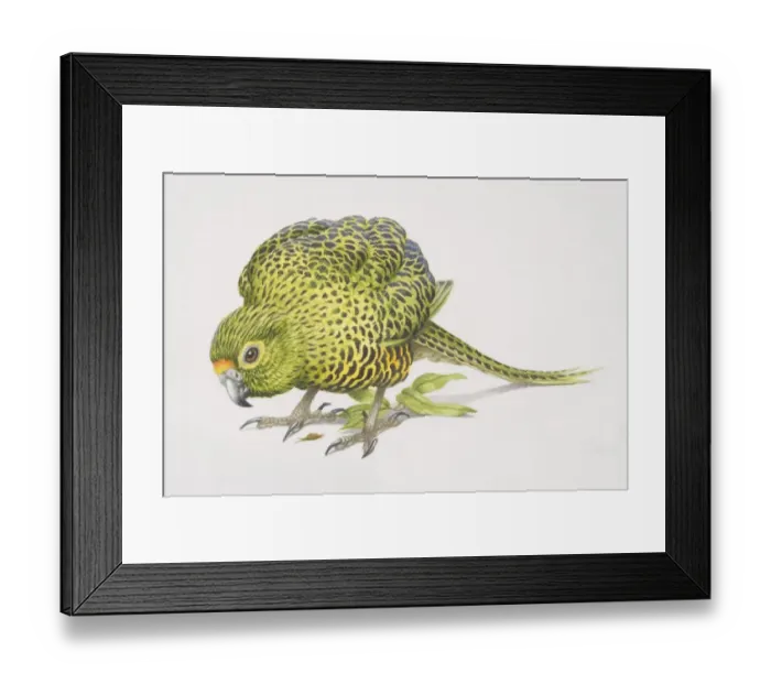Framed Print : Ground Parrot (Pezoporus wallicus), side view Framed Print : Ground Parrot (Pezoporus wallicus), side view