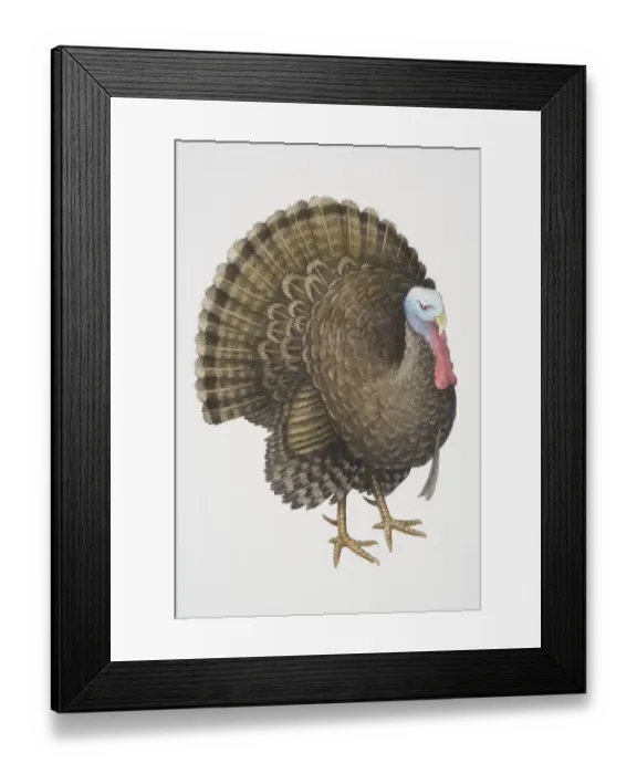Framed Print : Common Turkey (Meleagris gallopavo), male wild turkey fanning its tail, side view Framed Print : Common Turkey (Meleagris gallopavo), male wild turkey fanning its tail, side view