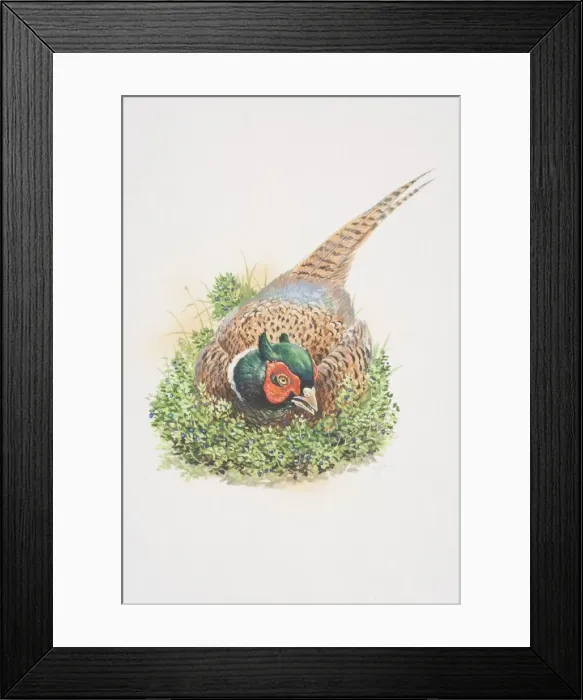 Framed Print : Common Pheasant (Phasianus colchicus), illustration of large, long-tailed gamebird. rich chestnut, golden-brown and black markings on body and tail, dark green head and red face wattling Framed Print : Common Pheasant (Phasianus colchicus), illustration of large, long-tailed gamebird. rich chestnut, golden-brown and black markings on body and tail, dark green head and red face wattling