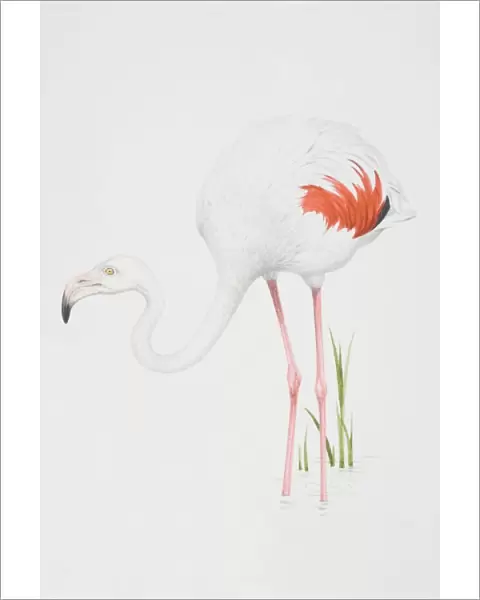 Greater Flamingo (Phoenicopterus ruber), white feathered body with pink feather detail