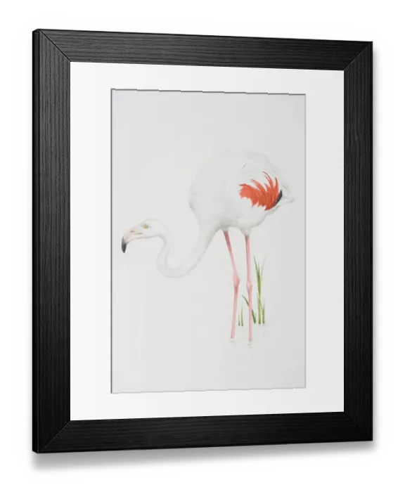 Framed Print : Greater Flamingo (Phoenicopterus ruber), white feathered body with pink feather detail Framed Print : Greater Flamingo (Phoenicopterus ruber), white feathered body with pink feather detail