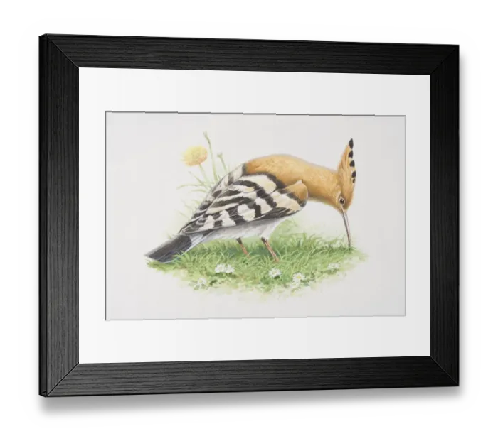Framed Print : Upupa epops, Hoopoe, illustration of bird with brown body, black and white wings, long curved bill and pinkish-brown crest Framed Print : Upupa epops, Hoopoe, illustration of bird with brown body, black and white wings, long curved bill and pinkish-brown crest
