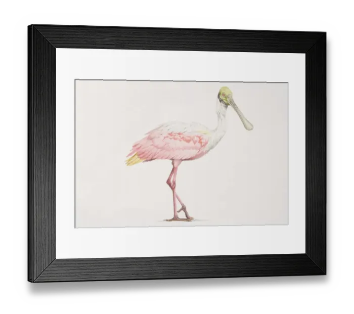 Framed Print : Roseate Spoonbill (Ajaia ajaja), tall bird with a pink and white body and a green head and long beak Framed Print : Roseate Spoonbill (Ajaia ajaja), tall bird with a pink and white body and a green head and long beak