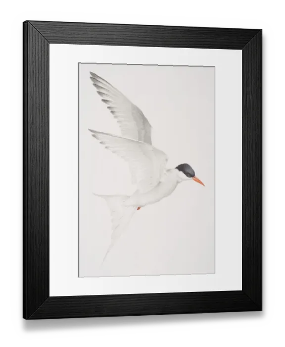 Framed Print : Arctic Tern (Sterna paradisaea) in flight