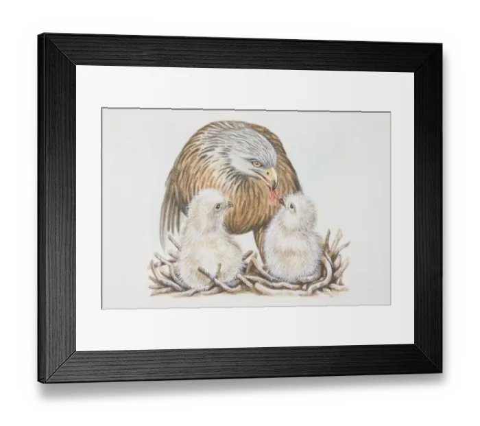 Framed Print : Red-tailed Hawk (Buteo jamaicensis, feeding two chicks Framed Print : Red-tailed Hawk (Buteo jamaicensis, feeding two chicks