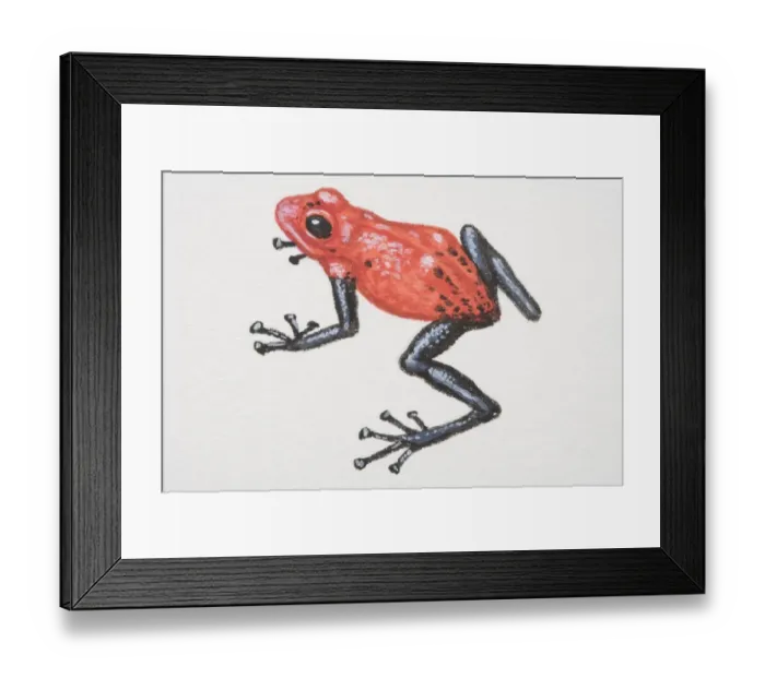 Framed Print : Poison-dart Frogs (Dendrobatidae)
