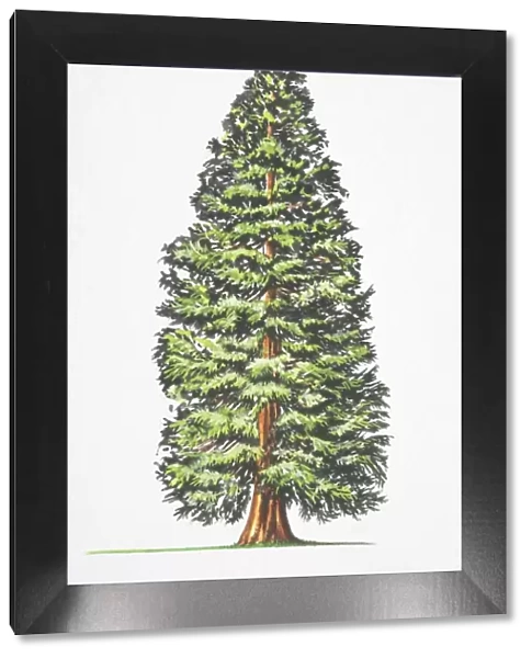 Sequoiadendron giganteum, Big Tree, Giant Redwood, Sierra Redwood, Wellingtonia