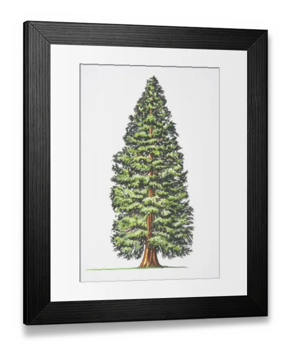 Framed Print : Sequoiadendron giganteum, Big Tree, Giant Redwood, Sierra Redwood, Wellingtonia Framed Print : Sequoiadendron giganteum, Big Tree, Giant Redwood, Sierra Redwood, Wellingtonia