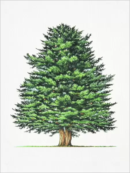 Taxus baccata, Common Yew tree