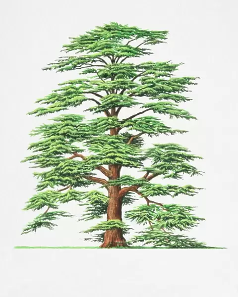 Cedrus libani, Cedar of Lebanon tree