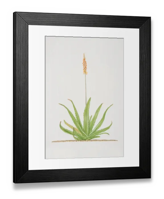 Framed Print : Aloe, flowering Aloe vera plant Framed Print : Aloe, flowering Aloe vera plant