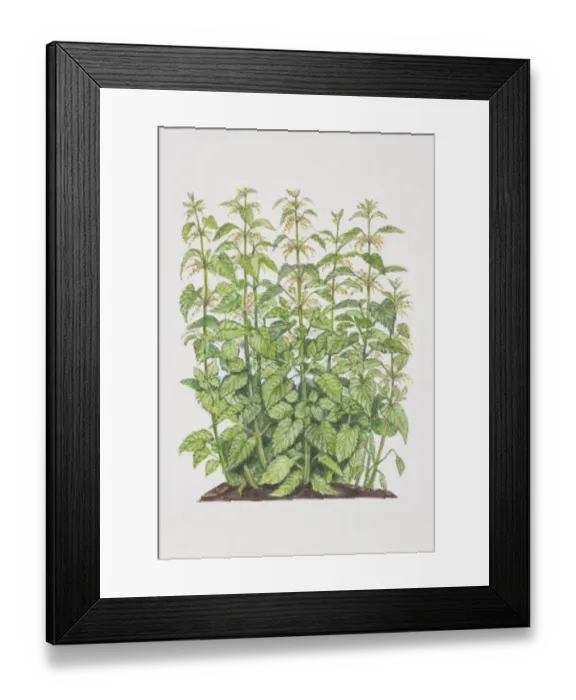Framed Print : Urtica dioica, Stinging Nettle Framed Print : Urtica dioica, Stinging Nettle