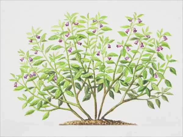 Atropa belladonna, Deadly Nightshade plant