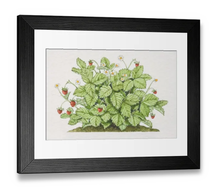 Framed Print : Fragaria vesca, Wild Strawberry plant Framed Print : Fragaria vesca, Wild Strawberry plant