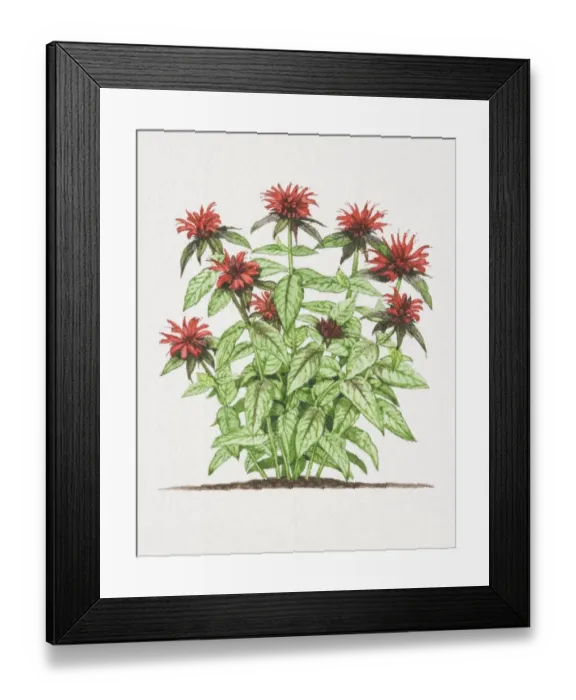 Framed Print : Monarda didyma, Bergamot plant Framed Print : Monarda didyma, Bergamot plant