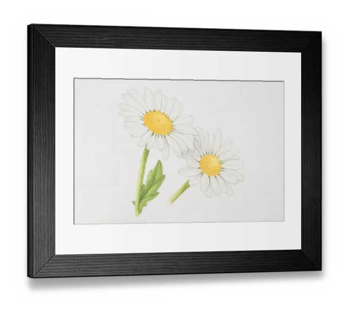 Framed Print : Leucanthemum vulgare, Marguerite or Oxeye daisy Framed Print : Leucanthemum vulgare, Marguerite or Oxeye daisy