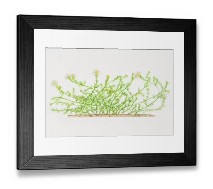 Framed Print : Chamaemelum, Chamomile plant Framed Print : Chamaemelum, Chamomile plant