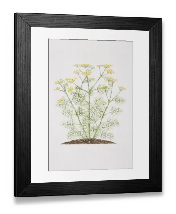Framed Print : Foeniculum vulgare, flowering Fennel plant Framed Print : Foeniculum vulgare, flowering Fennel plant