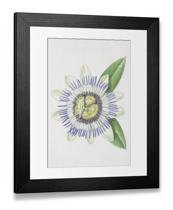 Framed Print : Passiflora, passion flower Framed Print : Passiflora, passion flower