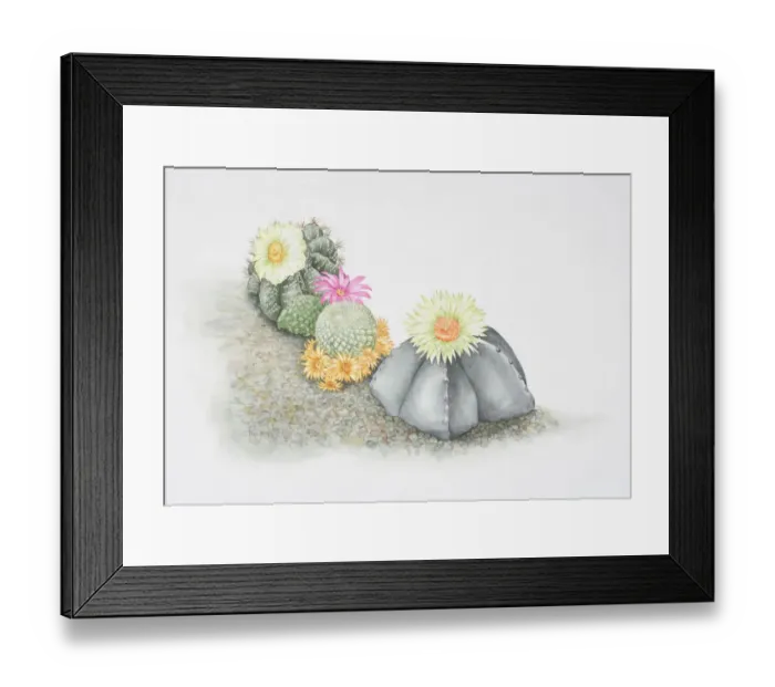 Framed Print : Cactaceae, colourful flowering cacti growing on rock surface