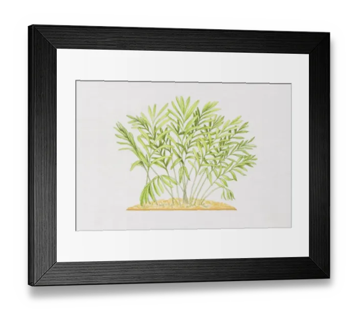 Framed Print : Elettaria cardamomum, Cardamon plant Framed Print : Elettaria cardamomum, Cardamon plant