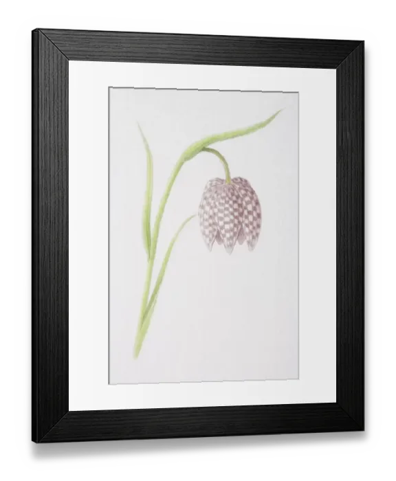Framed Print : Fritillaria meleagris, Snakes Head Fritillary Framed Print : Fritillaria meleagris, Snakes Head Fritillary
