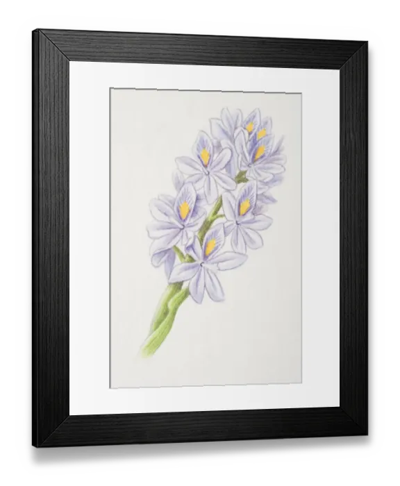 Framed Print : Eichhornia, water hyacinth flowerhead Framed Print : Eichhornia, water hyacinth flowerhead