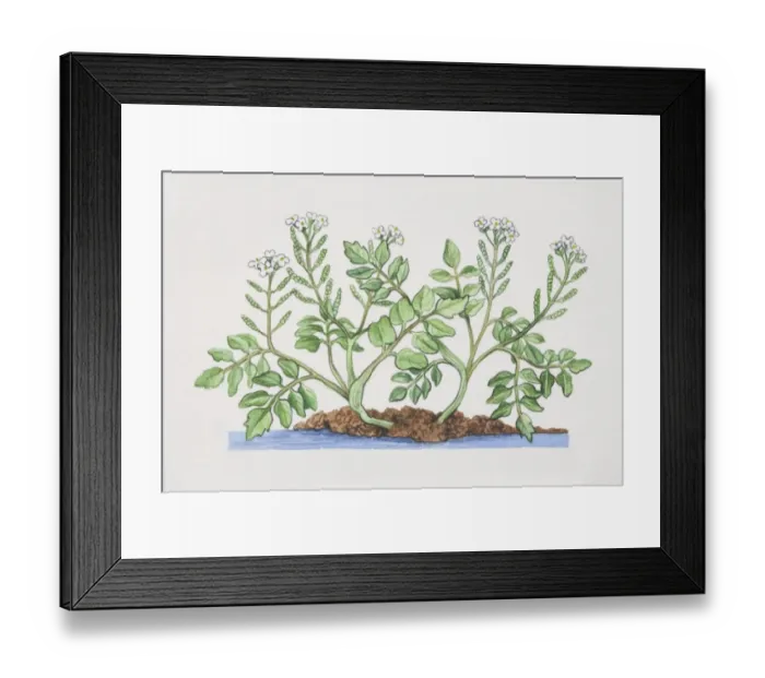 Framed Print : Nasturtium officinale, Watercress plant Framed Print : Nasturtium officinale, Watercress plant