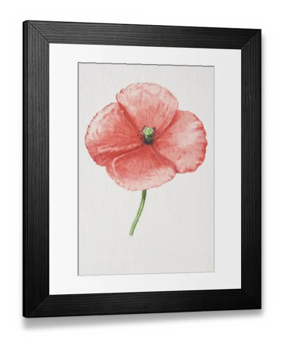Framed Print : Papaver rhoeas, Common Poppy Framed Print : Papaver rhoeas, Common Poppy