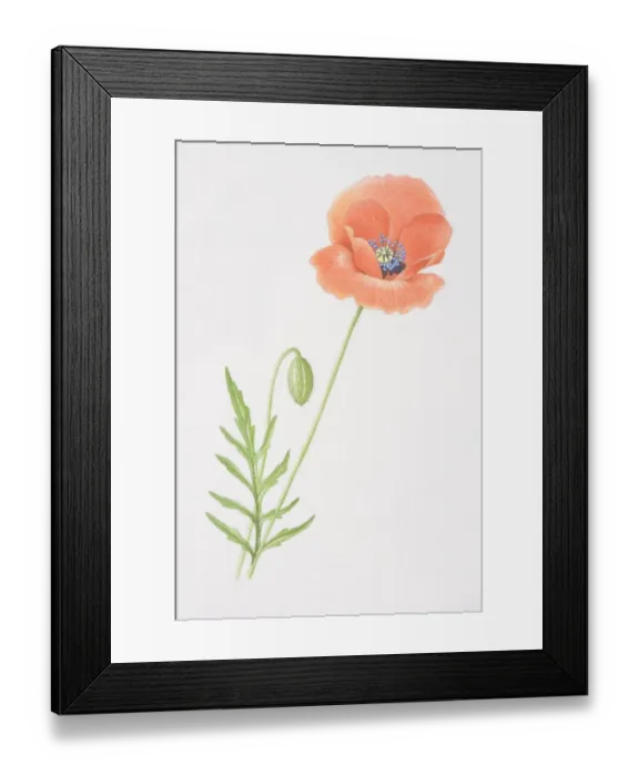 Framed Print : Papaver rhoeas, Common Poppy Framed Print : Papaver rhoeas, Common Poppy