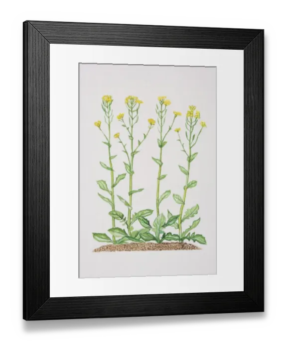 Framed Print : Brassica napus, yellow Rape flowers