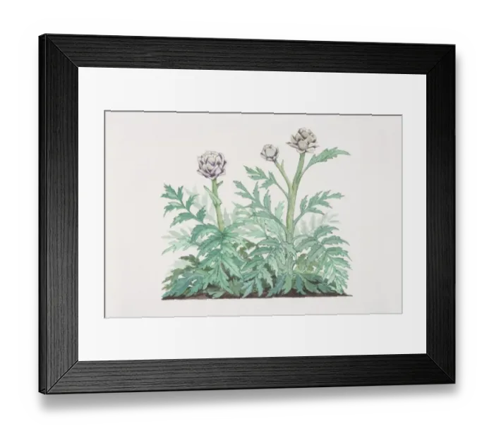 Framed Print : Cynara scolymus, Globe Artichoke plant Framed Print : Cynara scolymus, Globe Artichoke plant
