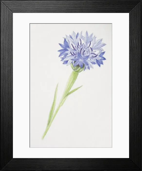 Framed Print : Centaurea cyanus, Cornflower Framed Print : Centaurea cyanus, Cornflower
