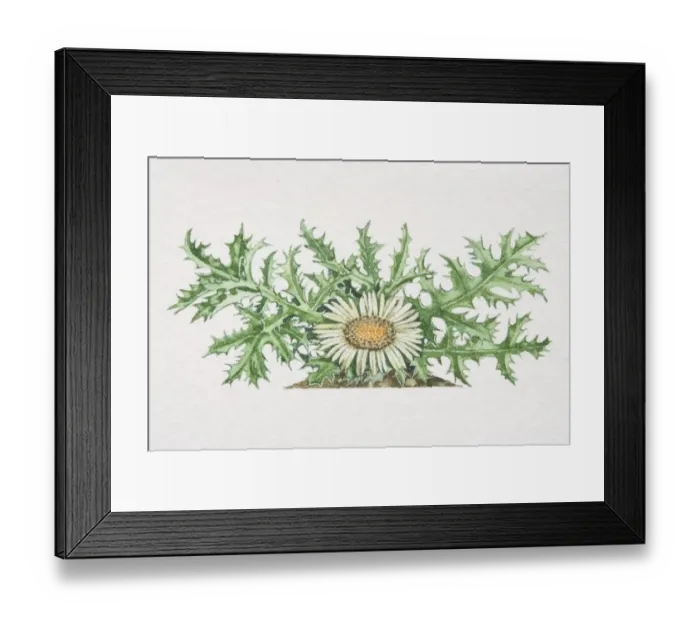 Framed Print : Carlina acaulis, Stemless Carline Thistle Framed Print : Carlina acaulis, Stemless Carline Thistle
