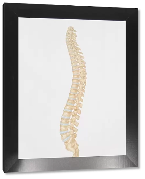 Diagram of the human spine, side view