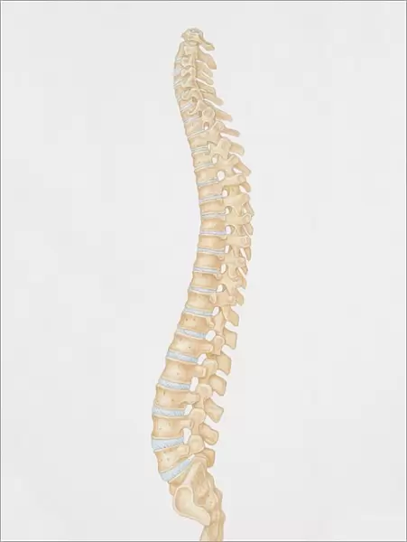 Diagram of the human spine, side view