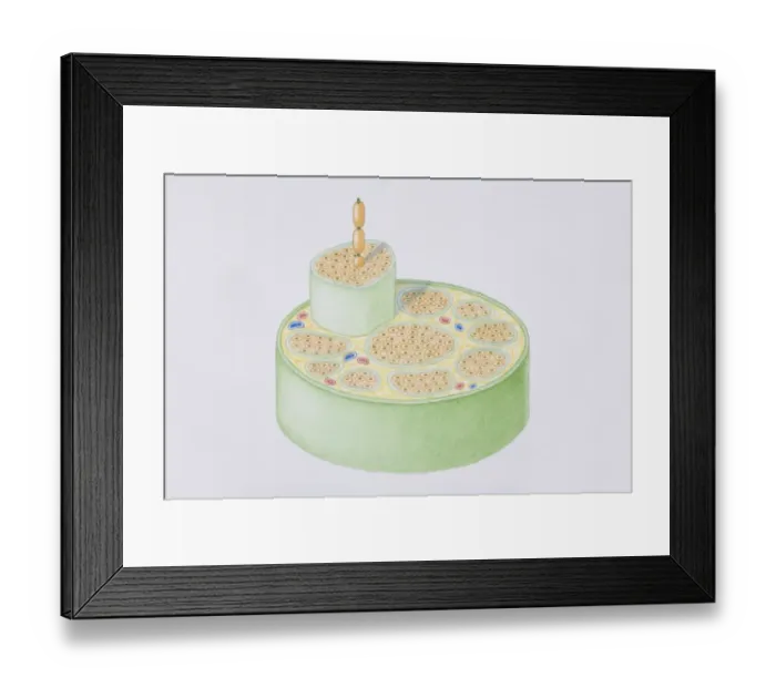 Framed Print : Cross-section diagram of a human nerve fascicle, including a bundle of nerve fibres, blood vessels and myelin sheath