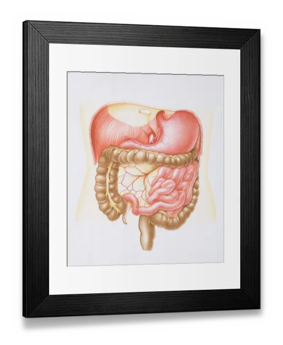 Framed Print : Diagram of the abdominal cavity in the human body with the liver removed Framed Print : Diagram of the abdominal cavity in the human body with the liver removed