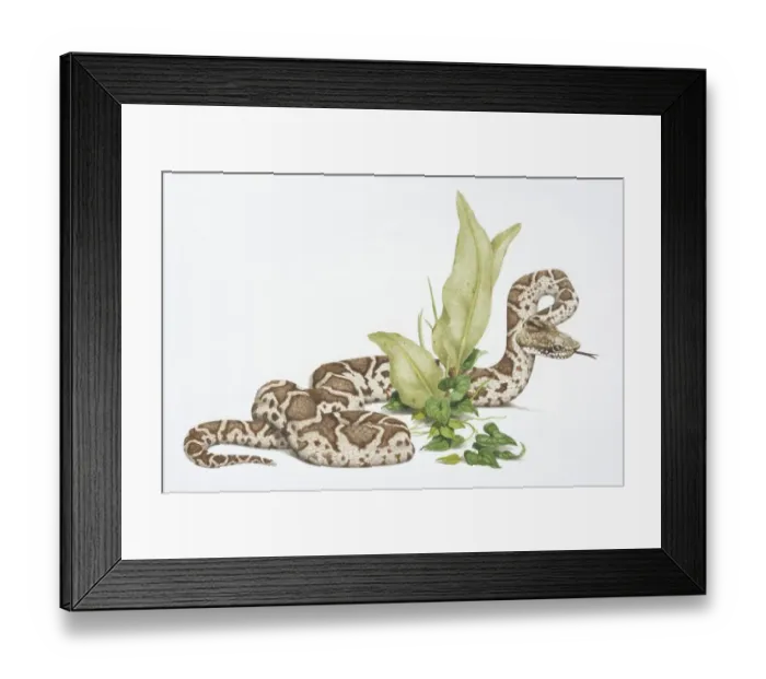 Framed Print : Bothrops atrox, Common Lancehead or Fer-de-lance Snake slithering around green plant Framed Print : Bothrops atrox, Common Lancehead or Fer-de-lance Snake slithering around green plant