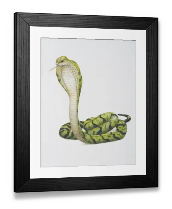 Framed Print : Ophiophagus hannah, King Cobra Framed Print : Ophiophagus hannah, King Cobra