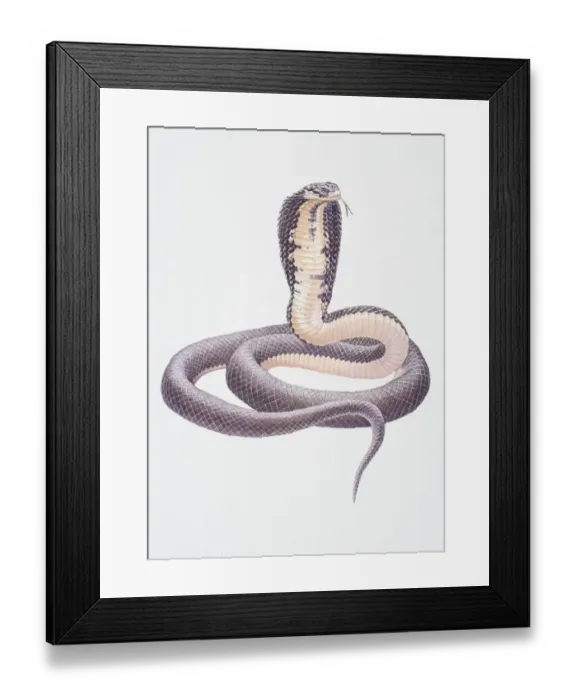 Framed Print : Naja naja, Indian Cobra Framed Print : Naja naja, Indian Cobra