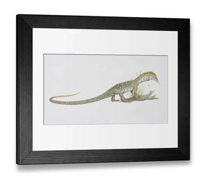 Framed Print : Varanus giganteus, Perentie, side view Framed Print : Varanus giganteus, Perentie, side view