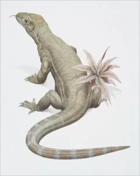 Varanus komodoensis, Komodo Dragon, rear view