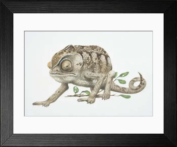Framed Print : Chamaeleo chamaeleon, Mediterranean Chameleon Framed Print : Chamaeleo chamaeleon, Mediterranean Chameleon