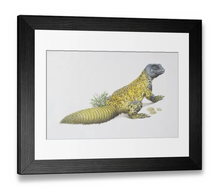 Framed Print : Uromastix acanthinurus, Spiny-tailed Agama, side view